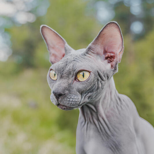 Sphynx Cat