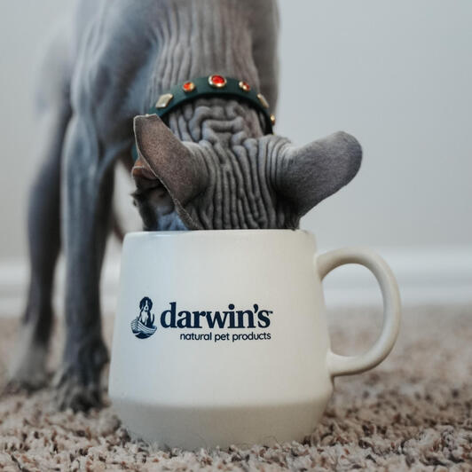 Darwin's Darwin's