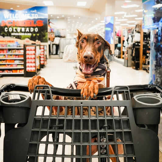 Scheels Doberman pushing shopping cart in Scheels