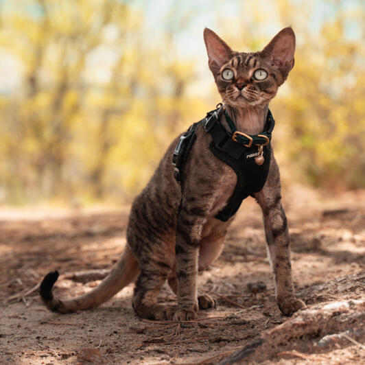 Devon Rex Outside Devon Rex Outside